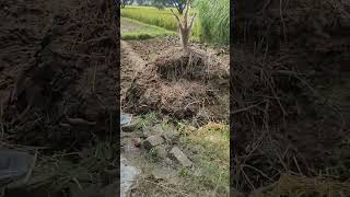 grass cutting machine travel uttarakhand nature kharayatsanju [upl. by Tildy]