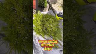 How to Trim Shrubs Fast amp Easy  Golden Diosma  Gardening [upl. by Jacquetta127]