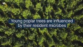 The early life microbial community of young poplar trees strongly influences their metabolism [upl. by Neetsirk]