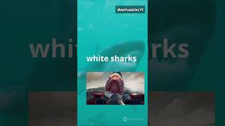 Shark teeth 🦈 facts funfacts hindi animals factsinhindi naturefacts nature shorts [upl. by Meriel]