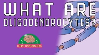 What Are Oligodendrocytes [upl. by Yrekcaz]