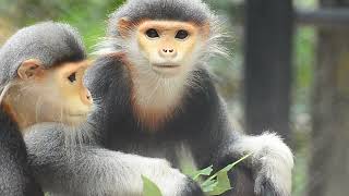 Langur Monkeys A Genus Of Old World Monkeys [upl. by Anniroc]