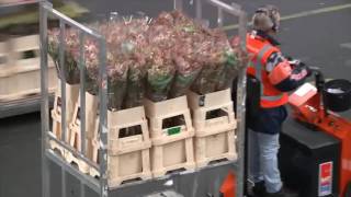 FloraHolland Aalsmeer Flower Auction  Starring Bri [upl. by Jere]