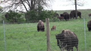 Bison Calves Midewin Illinois [upl. by Yadroc]