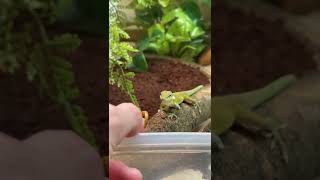 Hand feeding my pet GREEN ANOLES petanoles greenanole greenanoles [upl. by Norel]