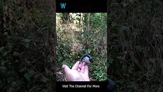 Hand feed a Nuthatch shorts bird birds wildlife nature [upl. by Ecnerewal428]