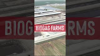 Could Factory Farms Become Biogas Farms [upl. by Estey8]