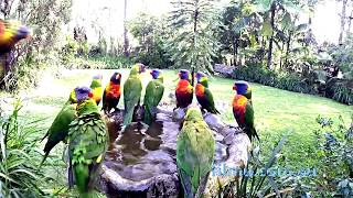 Australian Cheeky Lorikeets in Bath [upl. by Matt]