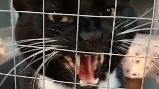 Tuxedo Cat hissing compilation 13 [upl. by Paff]