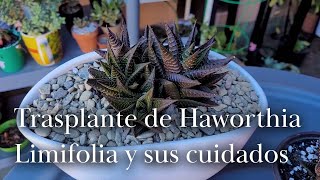 Trasplante de Haworthia Limifolia y sus cuidados [upl. by Enidanreb]