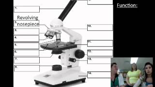 Microscope Parts and Functions [upl. by Oletta]