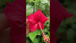 different parts of bisexual flower hibiscus [upl. by Beauregard]