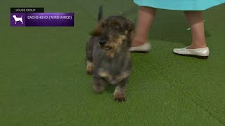 Dachshunds Wirehaired  Breed Judging 2023 [upl. by Watkin735]