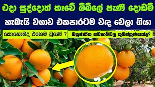 පිටරටත් යවපු අපේ රටේ යසට වැවුණු බිබිලේ දොඩම් වලට සුද්දන් කරපු මහා අපරාධය  Citrus research Bible [upl. by Llerut]