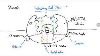 Proton Pump Inhibitors Explained in 4 Minutes [upl. by Celtic]