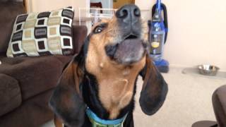 Walker the coonhound sings the song of his people [upl. by Eirena]