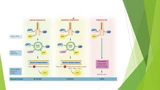 Microbial Metabolism [upl. by Orabel]