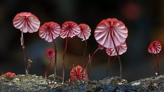 The Coolest and Trippiest Mushroom Pictures [upl. by Asille]