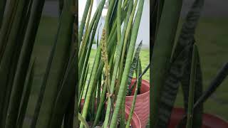 sansevieria bacularis flower plants flowering blooming [upl. by Doyle969]