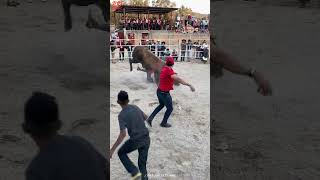 Vaya qué monta dramática 😱🐂🇲🇽 jaripeo [upl. by Hitt13]