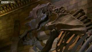 Giant Ground Sloth  Museum of Life  BBC Two [upl. by Dori]