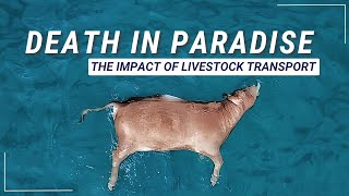 Death in Paradise  The Impact of Livestock Transport by Sea [upl. by Waddle]