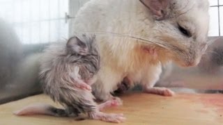 Crazy Newborn Chinchilla [upl. by Jarita]