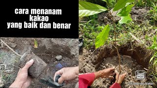 cara menanam kakao  coklat yang benar [upl. by Eilliw]