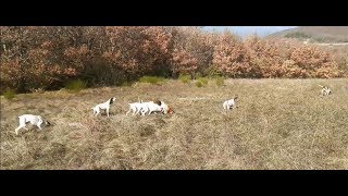 chasse du lièvre aux chiens courants [upl. by Ninon]