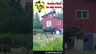 Baby Moose at the Alaskan Remote Off Grid Cabin [upl. by Zehcnas]