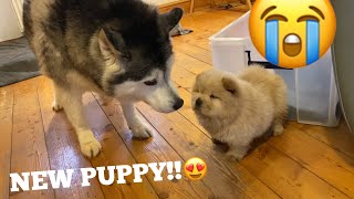 Husky Meets The Cutest Chow Chow Puppies In The World CUTEST REACTION [upl. by Rebna]