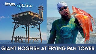 Frying Pan Tower is a SPEARFISHERMANS DREAM [upl. by Aidan]