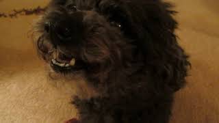 Toy Poodle Growls amp Shows Teeth [upl. by Chilton]