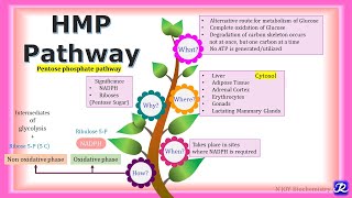 17 HMP pathway  Carbohydrate metabolism  Biochemistry  NJOY Biochemistry [upl. by Watts]