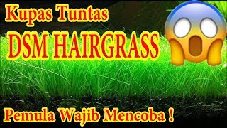 Tips mudah DSM Hairgrass Kuyy Dicoba Pasti Bisa [upl. by Ronny740]