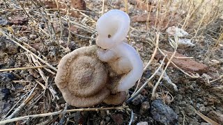 Casper the friendly botryoidal chalcedony [upl. by Ellett]