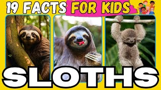 Unleashing the Cuteness 19 Fascinating Sloth Facts For KIDS [upl. by Guarino469]