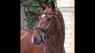 SOLD 2014 great Hanoverian gelding 163 hh wwwsporthorsesonlinecom [upl. by Inaej247]