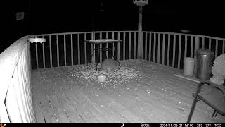 Look at the fluffy raccoon using her hands to eat some peanuts deck trail cam 20241111 [upl. by Vivi]