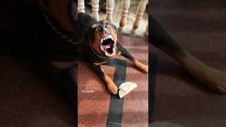 Angry Rottweiler barking sound viral dog rottweiler ytshorts [upl. by Lacy]