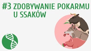 Zdobywanie pokarmu u ssaków 3  Ssaki [upl. by Nerta]