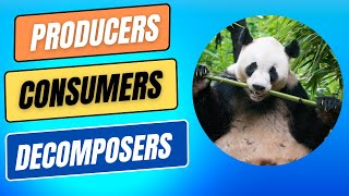 Ecosystems  What are Producers Consumers amp Decomposers sciencebytes [upl. by Seerdi]