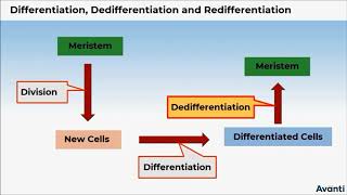 2 11B152 CV1 Differentiation Dedifferentiation and Redifferentiation [upl. by Akinej]