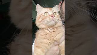 wolfie cat saw cat catching fish meow 🐱cat catlover reaction [upl. by Flagler930]