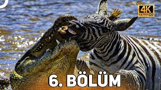 VAHŞİ SERÜVEN 6 BÖLÜM  4K HAYVAN BELGESELİ [upl. by Leshia744]