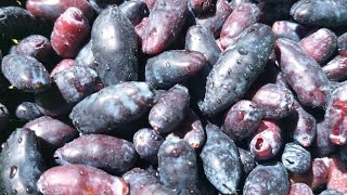 harvesting our first little crop of HoneyberriesHaskap michiganhaskaphoneyberry [upl. by Goldberg]