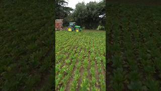 Beet harvest from above 📷 John Deere 6R 130 TIM 2 row harvester lifting beet farming johndeere [upl. by Letnohs]