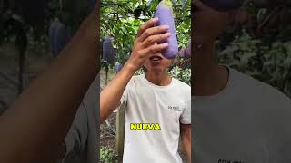 La Nueva Fruta China Se Parece A La Berenjena 😱🍆 [upl. by Renrew]