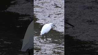 Aigrette Garzette 🐦 LangrolaysurRance France  Short video nature 4k 2024 egrets [upl. by Aramit805]