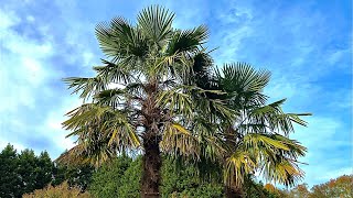 Tallest Windmill amp Needle Palm Tree in Delaware 2022 [upl. by Anrehs]